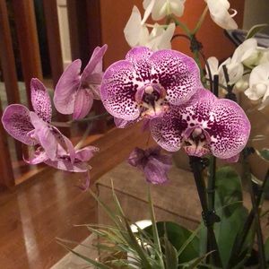 Meet your Posher, Bridget